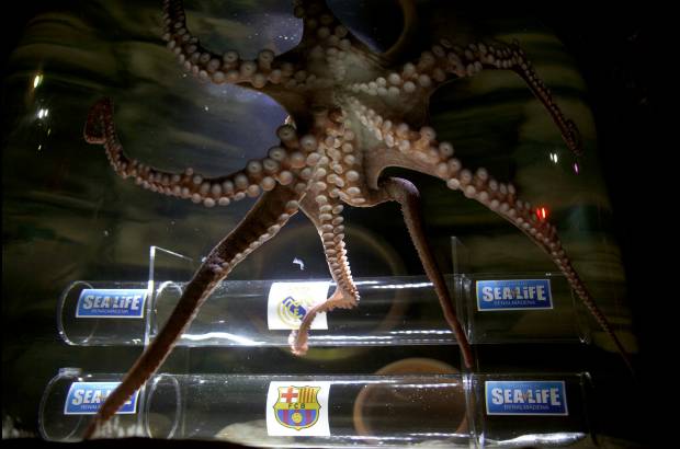 Reuters - Para el pulpo Iker, el Real Madrid ser&#225; el vencedor de la Copa del Rey, un t&#237;tulo que desea el Barcelona para seguir creciendo como el Rey de Copas y el equipo merengue para poner punto y final a su sequ&#237;a de &#233;xitos.