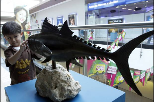 Edwin Bustamante - Lo bueno de la exposici&#243;n de peces es que los visitantes pueden interactuar con ellos. En la gr&#225;fica el ni&#241;o conoce los detalles de un pez at&#250;n.