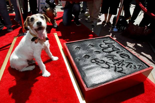 Reuters - El entrenador Von Muller anunci&#243; que &quot;Uggie se retirar&#225; oficialmente porque naci&#243; en 2002 y ya est&#225; muy anciano para resistir el rodaje de otra pel&#237;cula, adem&#225;s que sufre de una enfermedad neurol&#243;gica.&quot;