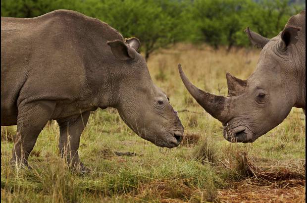 Reuters - Brent Stirton tambi&#233;n fue galardonado por su serie natural llamada Rhino Wars, lograda en su pa&#237;s natal: Sud&#225;frica.