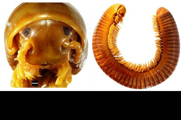 Foto Cortes&#237;a - 8. Milpi&#233;s gigante: Curifarcimen vagans, que mide hasta 16 cent&#237;metros se halla en las monta&#241;as Arc en Tanzania. Tiene un di&#225;metro de 1,5 cent&#237;metros con unos 56 anillos m&#225;s o menos o segmentos corporales, cada uno con un par de patas.