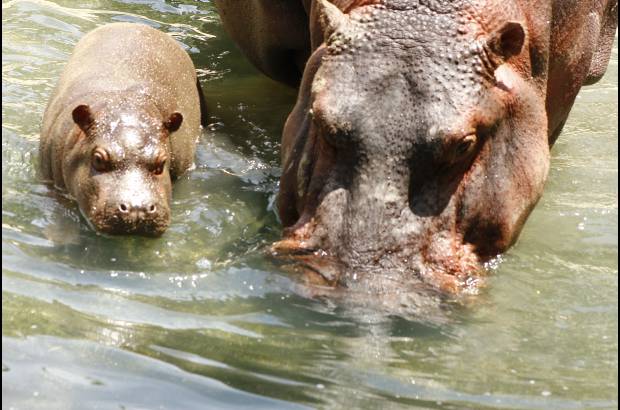 Cortes&#237;a Zool&#243;gico Santa Fe - La hembra hipop&#243;tamo naci&#243; hace 8 semanas, el zool&#243;gico Santa fe busca su nombre a trav&#233;s de un concurso para los ni&#241;os.