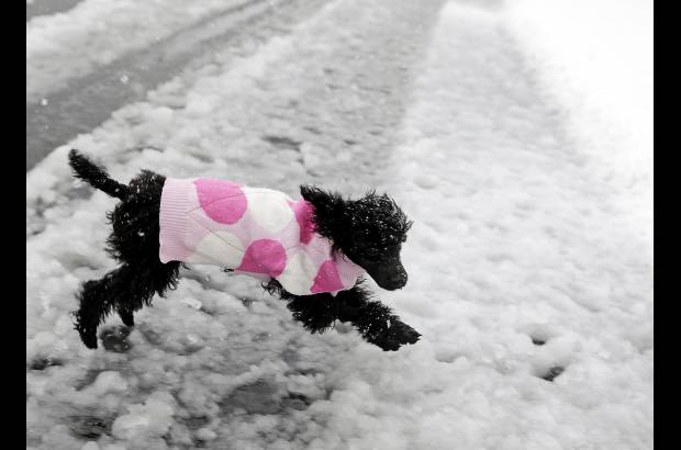 AP - Un perro llamado Pastel de az&#250;car corre sobre la nieve en Dakota del Sur en Estados Unidos. La tempranera nieve lleg&#243; a Wyoming y a Dakota del Sur y provoc&#243; el cierre de carreteras y escuelas.