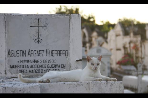 Mario Franco-Colprensa - El Cementerio Municipal de Mompox, Bol&#237;var, es un lugar fascinante que a lo largo de los a&#241;os ha tenido un apacible deterioro, en sus tumbas se pueden encontrar l&#225;pidas que datan del a&#241;o 1831. El descanso eterno de sus hu&#233;spedes es singularmente cuidado por gatos, felinos que se pasean por las tumbas en lo que parecieran rondas de estricta vigilancia.