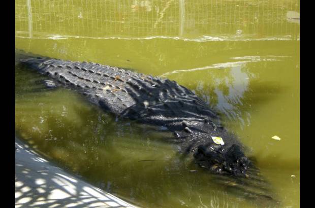 AP - El cocodrilo fue colocado en una jaula con vallas en una zona donde la autoridades tienen intenci&#243;n de construir un parque de ecoturismo.