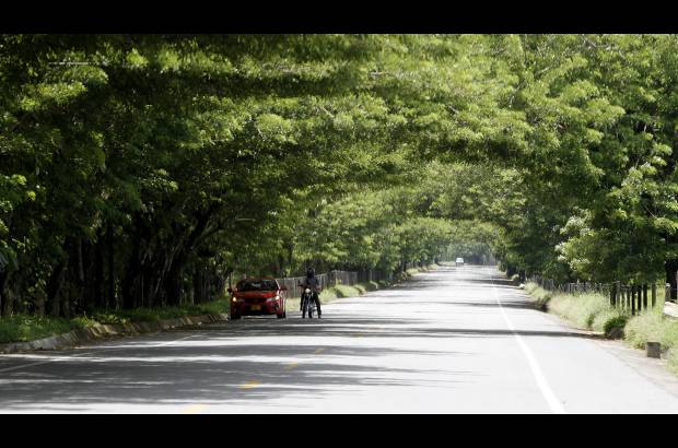 Donaldo Zuluaga - Otro t&#250;nel verde formado de manera natural en el trayecto que une a Taraz&#225; con la localidad de Caucasia. Todo un espect&#225;culo.