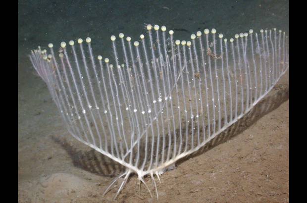MBARI - Esponja lira Chondrocladia lyra, carn&#237;vora, vive a 3.900 metros de profundidad en el Pac&#237;fico.