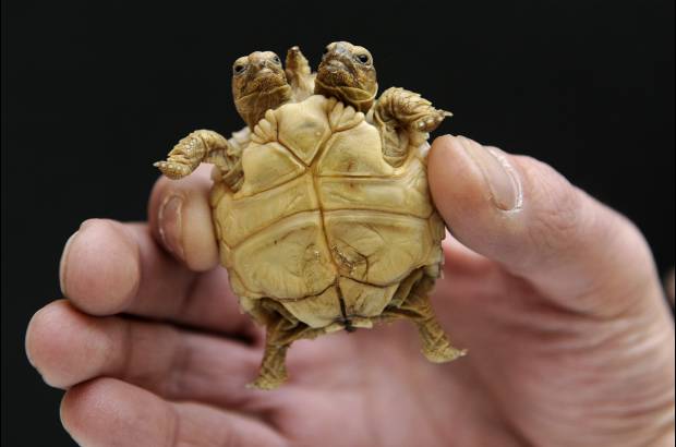 Reuters - La tortuga tiene siete semanas de edad.