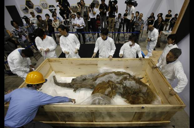Reuters - Una hembra de mamut lanudo de hace 39 mil a&#241;os fue encontrada congelada en Siberia, Rusia. La imagen es tomada a su llegada a la sala de exposiciones en Yokohama, al sur de Tokio.
