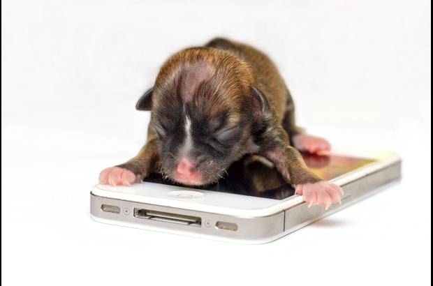 Reuters - La cachorro Beyonc&#233; podr&#237;a quedarse con el Guinnes Record del perra m&#225;s peque&#241;o del mundo. Es tan diminuta que completa cabe sobre un tel&#233;fono iPhone.