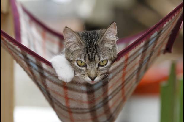 Donaldo Zuluaga - Este peque&#241;o felino tiene problemas en sus patas traseras que le impiden caminar bien.