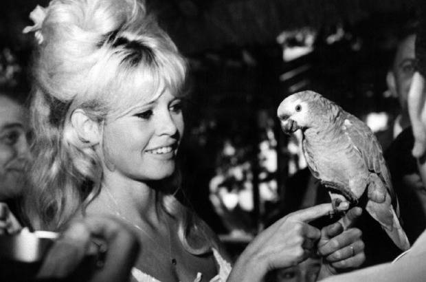 AFP - Imagen publicada el 1 de abril de 1964. Se aprecia a Bardot sosteniendo un loro en R&#237;o de Janeiro. 48 pel&#237;culas fueron las que protagoniz&#243; esta diva francesa en su trayectoria.