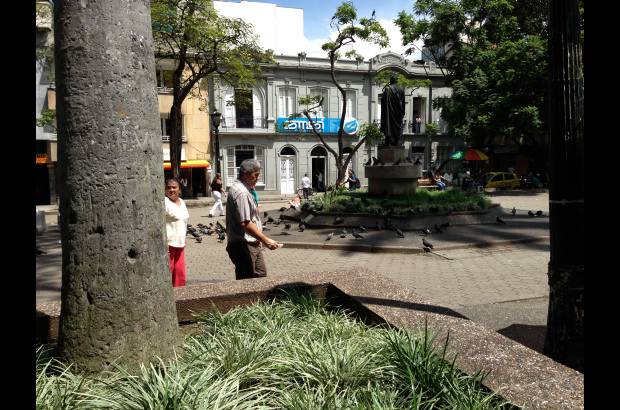 - En la Plazuela San Ignacio los habitantes le dan de comer a las palomas, cambiando sus h&#225;bitos alimenticios.