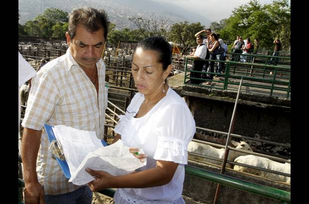 Foto Donaldo Zuluaga - Rodrigo V&#233;lez oficia de recibidor y revisa con su hija Claudia los lotes que le encargaron los ganaderos.
