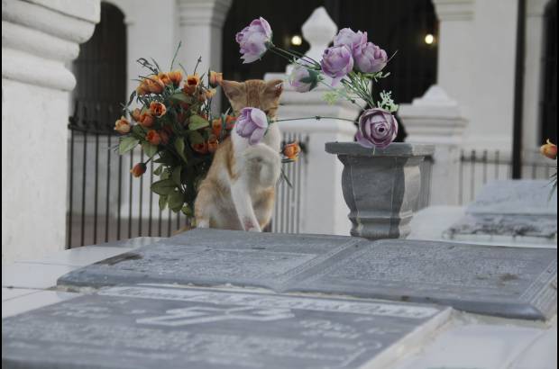 Mario Franco-Colprensa - El Cementerio Municipal de Mompox, Bol&#237;var, es un lugar fascinante que a lo largo de los a&#241;os ha tenido un apacible deterioro, en sus tumbas se pueden encontrar l&#225;pidas que datan del a&#241;o 1831. El descanso eterno de sus hu&#233;spedes es singularmente cuidado por gatos, felinos que se pasean por las tumbas en lo que parecieran rondas de estricta vigilancia.