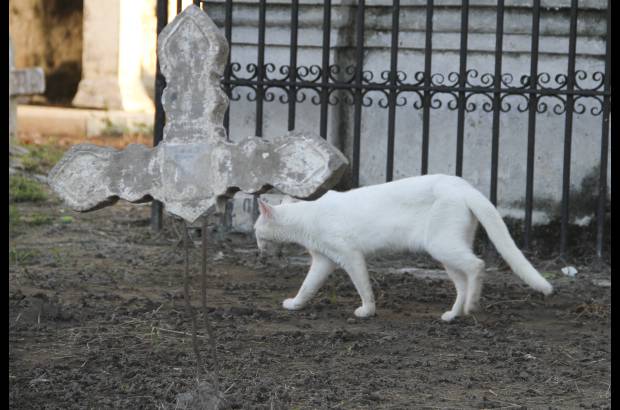 Mario Franco-Colprensa - El Cementerio Municipal de Mompox, Bol&#237;var, es un lugar fascinante que a lo largo de los a&#241;os ha tenido un apacible deterioro, en sus tumbas se pueden encontrar l&#225;pidas que datan del a&#241;o 1831. El descanso eterno de sus hu&#233;spedes es singularmente cuidado por gatos, felinos que se pasean por las tumbas en lo que parecieran rondas de estricta vigilancia.