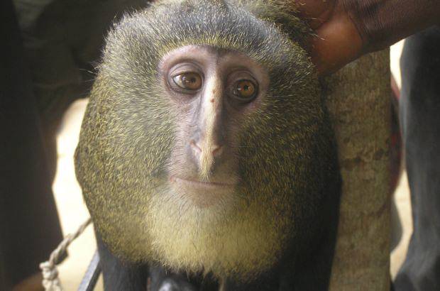 Maurice Emetshu - Mico lesula, C. lomamiensis de la Rep&#250;blica del Congo, con ojos casi humanos.