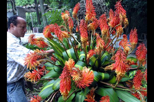 FOTO EL COLOMBIANO - El Jardín Botánico Joaquín Antonio Uribe es un espacio de encuentro natural en medio de la ciudad, ideal para el conocimiento, el descanso y la relajación. Declarado Patrimonio Cultural de Medellín, es uno de los más bellos sitios de Antioquia, el país y el mundo dedicados a la botánica.