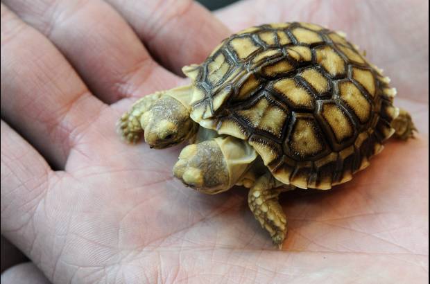 Reuters - Es una tortuga africana de la especie Geochelone sulcata.