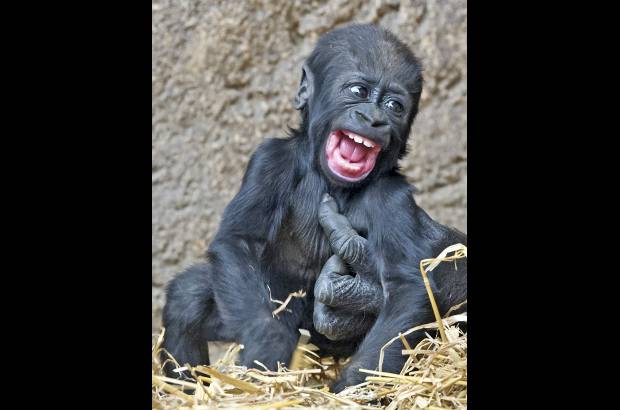 AP - El beb&#233; gorila Jengo juega con la mano de un gorila adulto en el zool&#243;gico de Leipzig, Alemania.