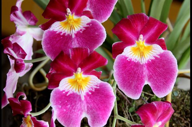 Donaldo Zuluaga - En San Cristóbal se cultivan aproximadamente 150 mil paquetes de flores a la semana.