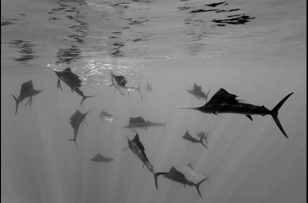 AP - Reinhard Dirscherl ganó en la categoría Naturaleza individual con el ataque del pez vela del Atlántico atacando sardinas españolas, frente a la Península de Yucatán, México.