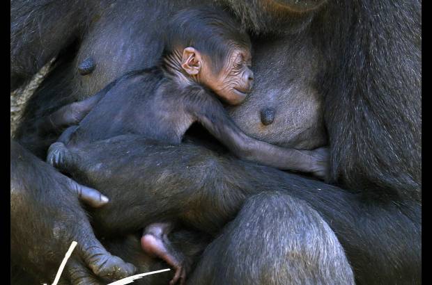 Reuters - Un gorila sostiene a su beb&#233; en su recinto en el zool&#243;gico de Taronga de Sydney.