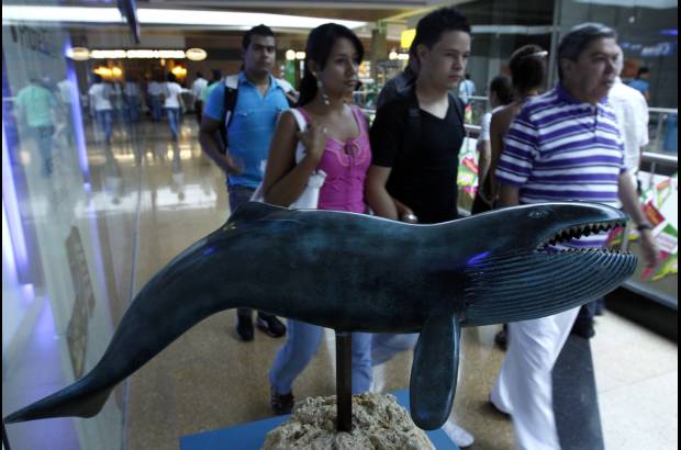 Edwin Bustamante - La ballena azul es el mayor animal en la tierra. Mide entre 24 y 27 metros de longitud y pesa entre 100 y 120 toneladas. Tiene entre 55 y 88 pliegues.