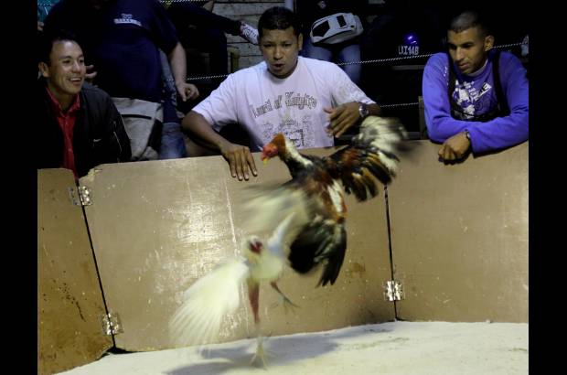 Julio C&#233;sar Herrera - Seg&#250;n Jhan Giraldo, joven gallero, los gallos son diferentes a los toros. &#34;Un toro no pelea con un humano en mucha desventaja, mientras que los gallos pelean en igualdad de condiciones&#34;, dice.