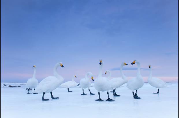 Reuters - Stefano Unterthiner, de National Geographic, ganó en la categoría Cuentos de la Naturaleza con esta imagen de los cisnes cantores en la madrugada, tomada en Hokkaido, Japón.