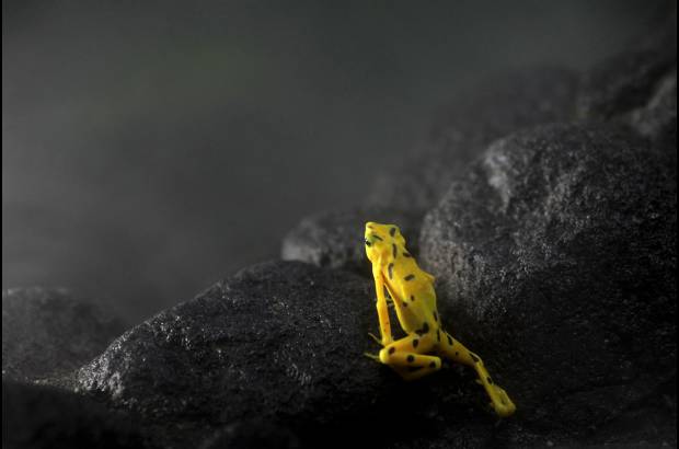 Reuters - Seg&#250;n el director del Centro de Conservaci&#243;n de Anfibios del zool&#243;gico paname&#241;o de El N&#237;spero, Edgardo Griffith, la rana dorada (Atelpus zetequis) se extinguir&#225; en una d&#233;cada si no se detiene el avance del mortal hongo qu&#237;trido (Chytridiomicetus dendrobctides).