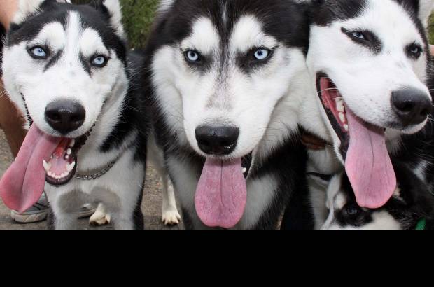 Manuel Saldarriaga - Para mayor informaci&#243;n se puede ingresar a https://sites.google.com/site/huskyandmalamute/ o buscarlos en Facebook.