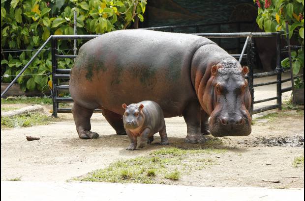 Cortes&#237;a Zool&#243;gico Santa Fe - La hembra hipop&#243;tamo naci&#243; hace 8 semanas, el zool&#243;gico Santa fe busca su nombre a trav&#233;s de un concurso para los ni&#241;os.