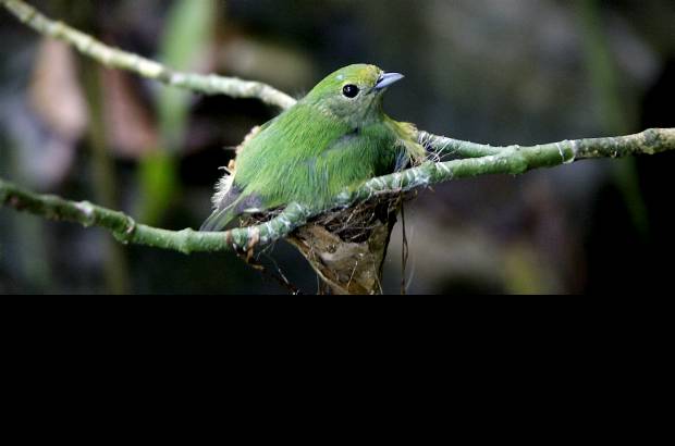 Foto Julio C&#233;sar Herrera - Agua, selva, vegetaci&#243;n y aves, todo en un espacio natural.