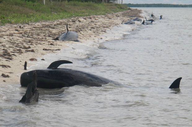 AP - Seg&#250;n las im&#225;genes difundidas, varios ejemplares aparecen muertos y tendidos en la playa y otros flotando en el agua. Este tipo de ballenas, frecuentes en aguas del Golfo de M&#233;xico, pueden llegar a medir cerca de seis metros y pesar entre 900 y 2.000 kilos.