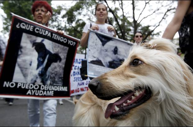 Julio C&#233;sar Herrera - En esta ocasi&#243;n los manifestantes asistieron con sus perros y llevaron mensajes con los que rechazaron la crueldad contra los animales.