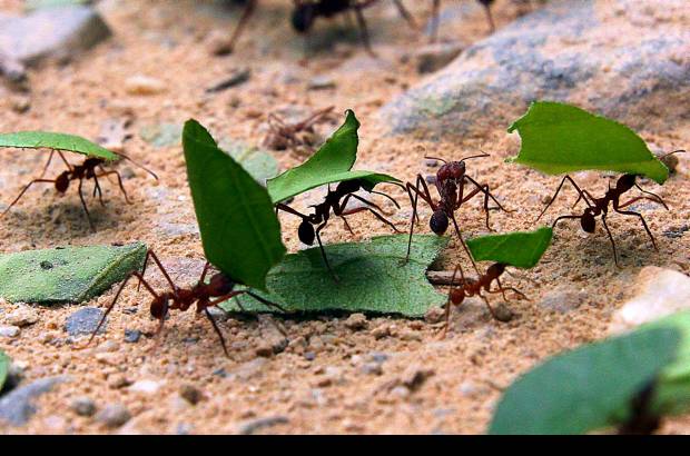 JULIO CESAR HERRERA Y DONALDO ZULUAGA - Colombia es pa&#237;s privilegiado en fauna y flora. En la biodiversidad hay oportunidades de desarrollo que son aprovechadas por quienes aman la naturaleza.