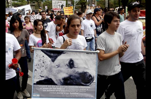 Julio C&#233;sar Herrera - 500 personas marcharon este domingo para protestar contra el maltrato animal.