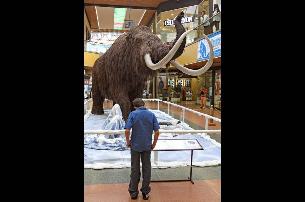 Juan Fernando Cano - El h&#225;bitat geogr&#225;fico del Mamut (Mammuthus primigenius) era Europa, Asia y Am&#233;rica del Norte. Su cabeza es m&#225;s grande y alta que la del elefante.