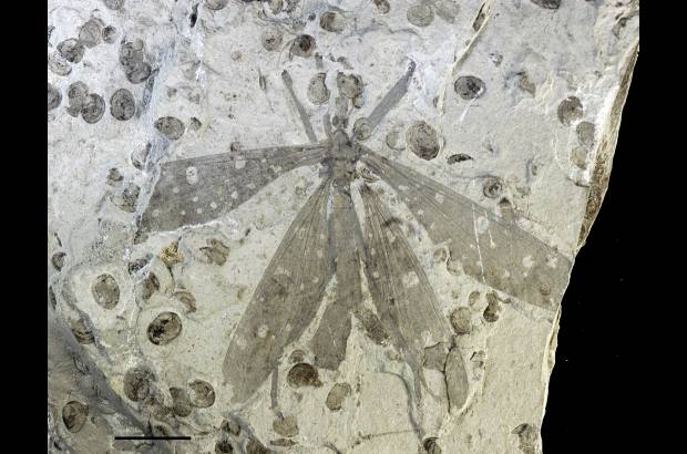 Wang, Labandeira, Shih, Ren - Lib&#233;lula del jur&#225;sico Juracimbrophlebia ginkgofolia que se mimetizaba en &#225;rboles de una especie parecida al ginkgo.