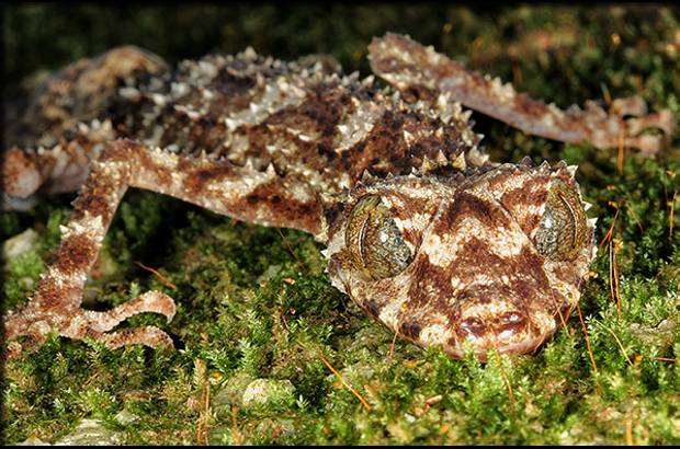 Foto Conrad Hoskin - Gecko cola de hoja (Saltuarius eximius) tiene una cola ancha parte de su camuflaje natural. Hallado al nordeste de Australia.