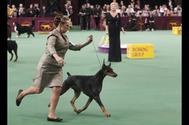 AP - Los perros hicieron un recorrido para que los jurados vieran sus condiciones f&#237;sicas. Este era el concurso de belleza del Kennel Club Dog Show.