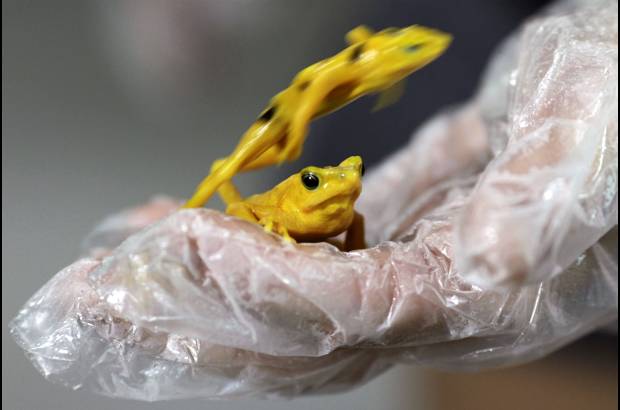 Reuters - Ese hongo ataca la piel de las min&#250;sculas ranas, de color amarillo brillante y manchas negras atigradas, produci&#233;ndoles una enfermedad conocida como quitridiomicosis, y mueren aproximadamente dos semanas despu&#233;s de ser infectadas.