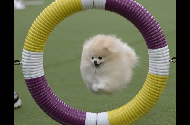 AFP - Tambi&#233;n hubo competencia de agility en Nueva York.