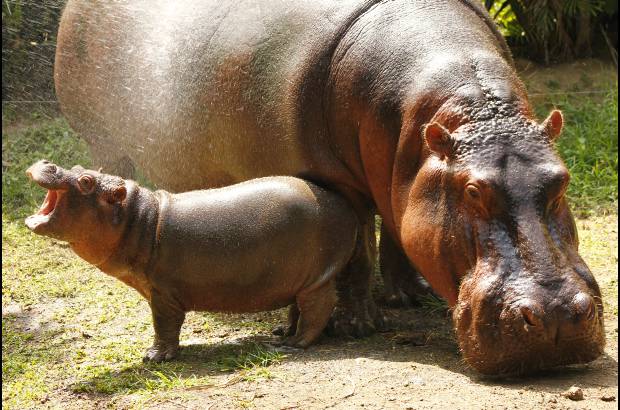 Cortes&#237;a Zool&#243;gico Santa Fe - La hembra hipop&#243;tamo naci&#243; hace 8 semanas, el zool&#243;gico Santa fe busca su nombre a trav&#233;s de un concurso para los ni&#241;os.