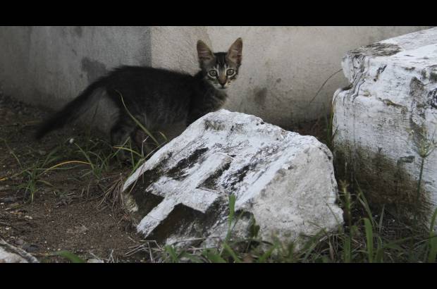 Mario Franco-Colprensa - El Cementerio Municipal de Mompox, Bol&#237;var, es un lugar fascinante que a lo largo de los a&#241;os ha tenido un apacible deterioro, en sus tumbas se pueden encontrar l&#225;pidas que datan del a&#241;o 1831. El descanso eterno de sus hu&#233;spedes es singularmente cuidado por gatos, felinos que se pasean por las tumbas en lo que parecieran rondas de estricta vigilancia.