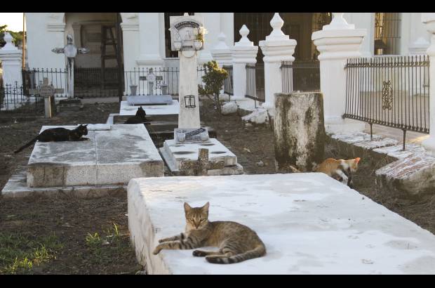 Mario Franco-Colprensa - El Cementerio Municipal de Mompox, Bol&#237;var, es un lugar fascinante que a lo largo de los a&#241;os ha tenido un apacible deterioro, en sus tumbas se pueden encontrar l&#225;pidas que datan del a&#241;o 1831. El descanso eterno de sus hu&#233;spedes es singularmente cuidado por gatos, felinos que se pasean por las tumbas en lo que parecieran rondas de estricta vigilancia.