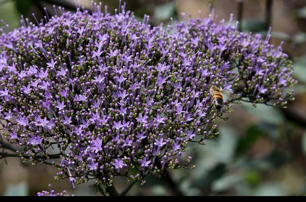 Donaldo Zuluaga - El Museo Vivo de Las Flores está ubicado en el corregimiento San Cristóbal, en la vereda La Cuchilla.