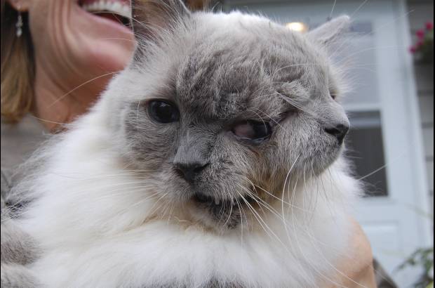 Reuters - Frank y Louie es un gato tipo Janus, llamado as&#237; por la figura de la mitolog&#237;a romana con dos caras en una cabeza. Los animales as&#237; suelen durar solo algunas semanas, pero &#233;ste de Worcester, Massachusett en Estados Unidos, rompi&#243; el r&#233;cord de longevidad al cumplir 12 a&#241;os, naci&#243; el 8 de septiembre de 1999.