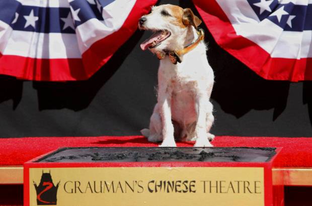 AP - Uggie, el perro de la famosa pel&#237;cula El artista, dej&#243; plasmadas las huellas de sus patas en el Teatro Chino de Hollywood.